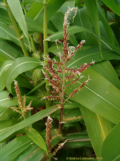 Zea mays