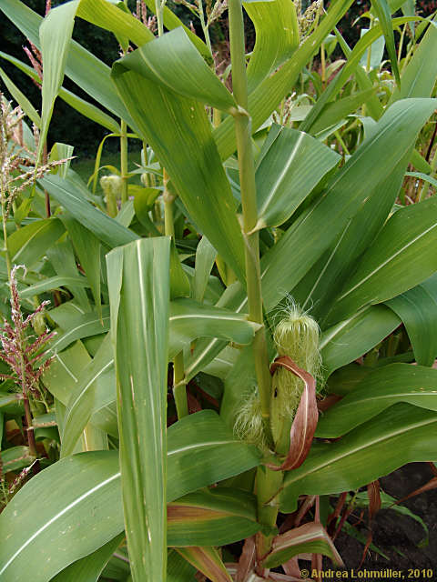 Zea mays
