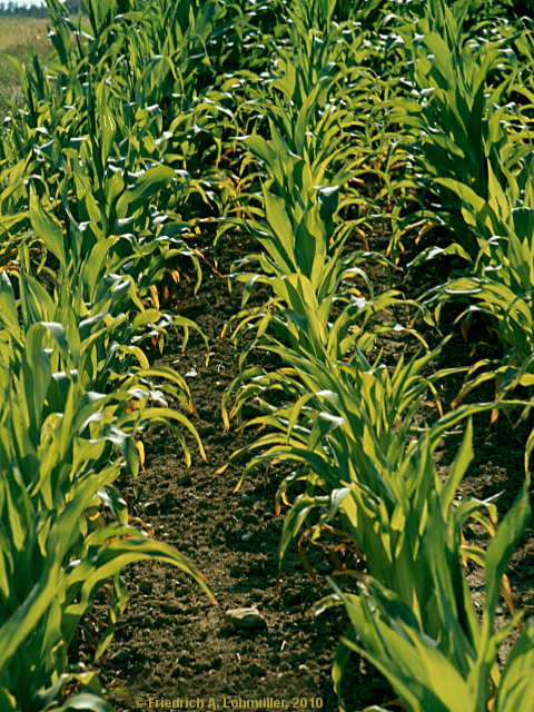 Zea mays