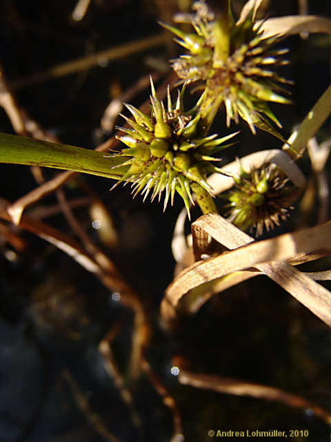 Sparganium natans