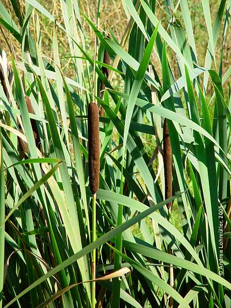 Typha latifolia