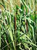 Typha latifolia