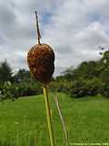 Typha minima - cat's tail - Zwerg-Rohrkolben