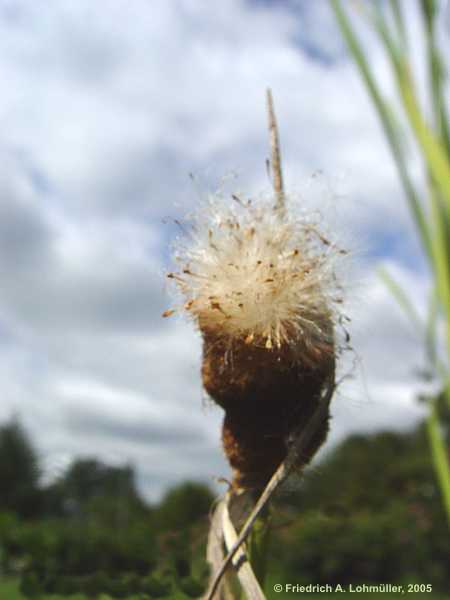 Typha latifolia