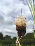 Typha minima