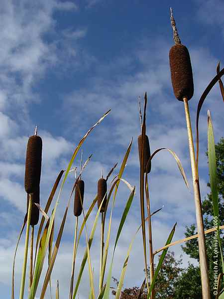 Typha latifolia