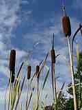 Poales - Poaceae - Gramineae, Cyperaceae, Typhaceae