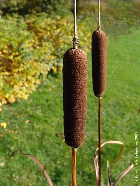 Typha latifolia