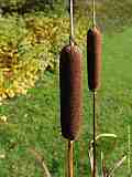 Typha latifolia - cat's tail - Breitblättriger Rohrkolben