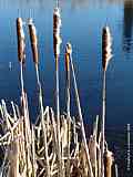 Typha latifolia