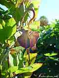 Cobaea scandens