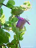 Cobaea scandens