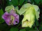 Cobaea scandens