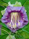 Cobaea scandens