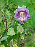 Cobaea scandens