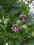 Cobaea scandens