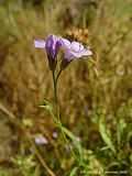 Gilia capitata