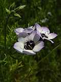 Gilia tricolor