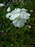 Phlox drummondii