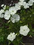 Phlox drummondii