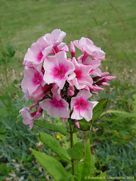 Phlox paniculata