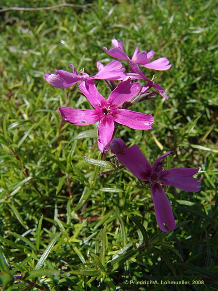 Phlox subulata