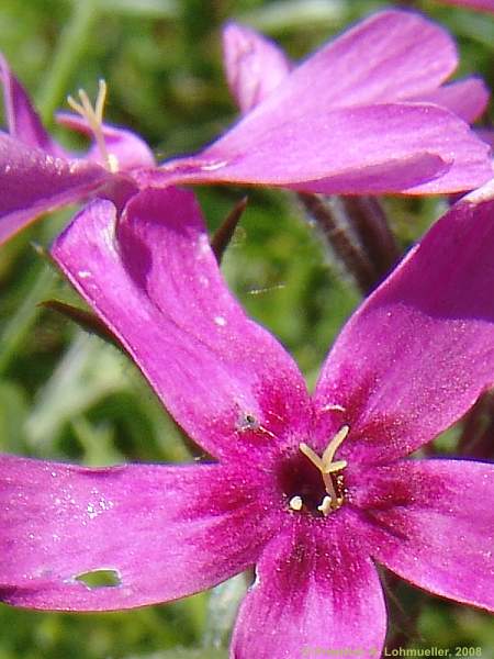 Phlox subulata