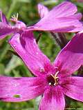 Phlox subulata