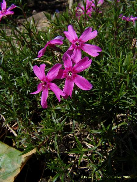 Phlox subulata