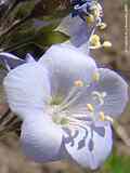 Polemonium caeruleum