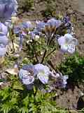 Polemonium caeruleum