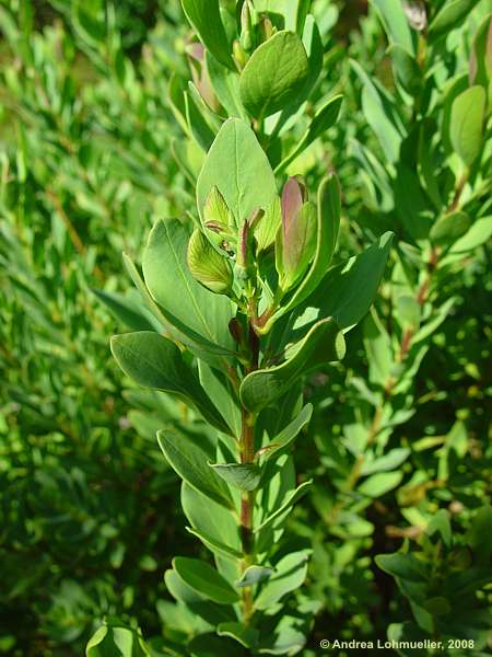 Polygala myrtifolia