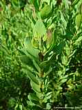 Polygala myrtifolia