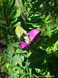 Polygala myrtifolia