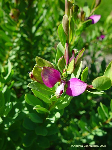 Polygala myrtifolia