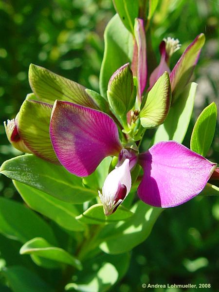 Polygala myrtifolia