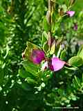 Polygala myrtifolia