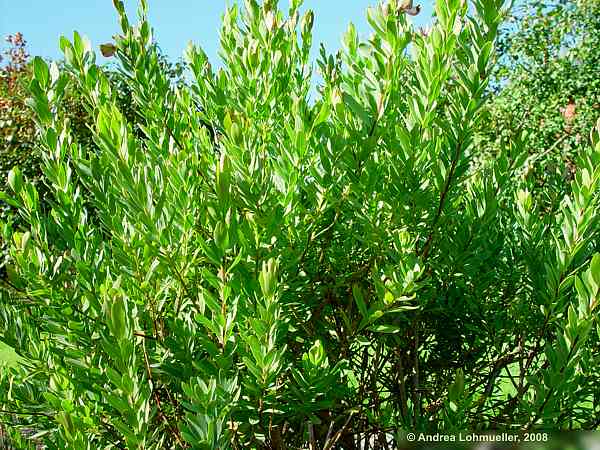 Polygala myrtifolia