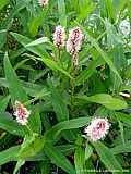 Persicaria amphibia