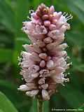 Persicaria amphibia