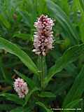 Polygonum amphibium