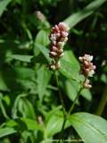 Persicaria maculosa