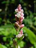 Persicaria maculosa