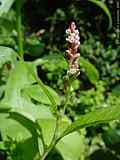 Persicaria maculosa