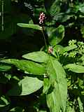 Persicaria maculosa