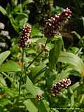 Persicaria maculosa