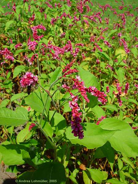 Persicaria orientalis