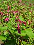 Persicaria orientalis