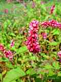 Polygonum orientale