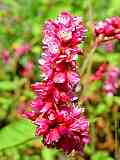 Persicaria orientalis